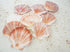 scallop seashells